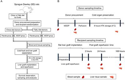 A Multidrug Donor Preconditioning Improves Steatotic Rat Liver Allograft Function and Recipient Survival After Transplantation